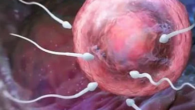 Американская социолог стремится достичь равенства сперматозоида и яйцеклетки