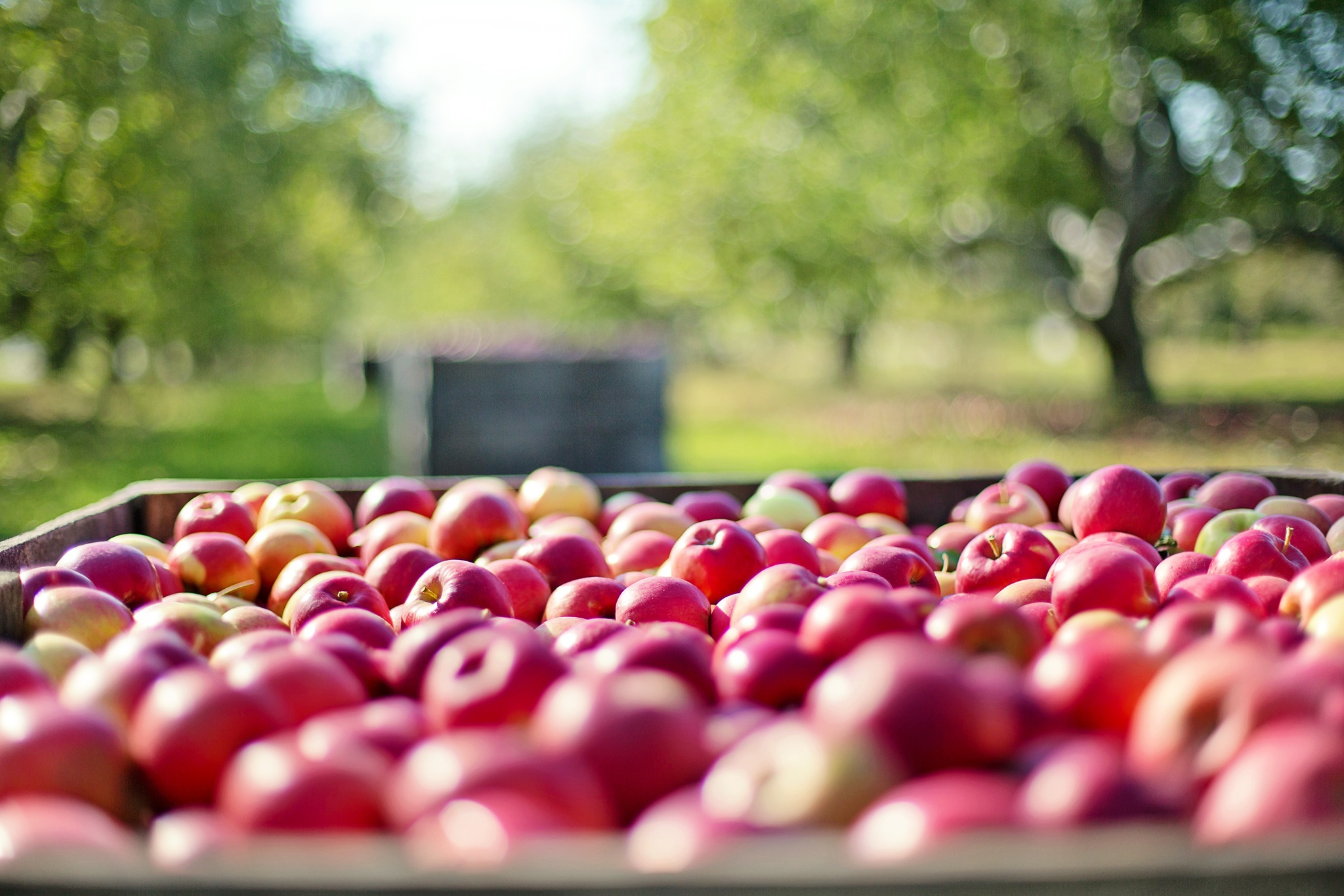 Польские садоводы пострадали из-за запрета на экспорт яблок в Россию