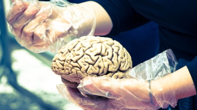Science Alert: Через 7,3 месяцев после отказа от алкоголя мозг восстанавливается