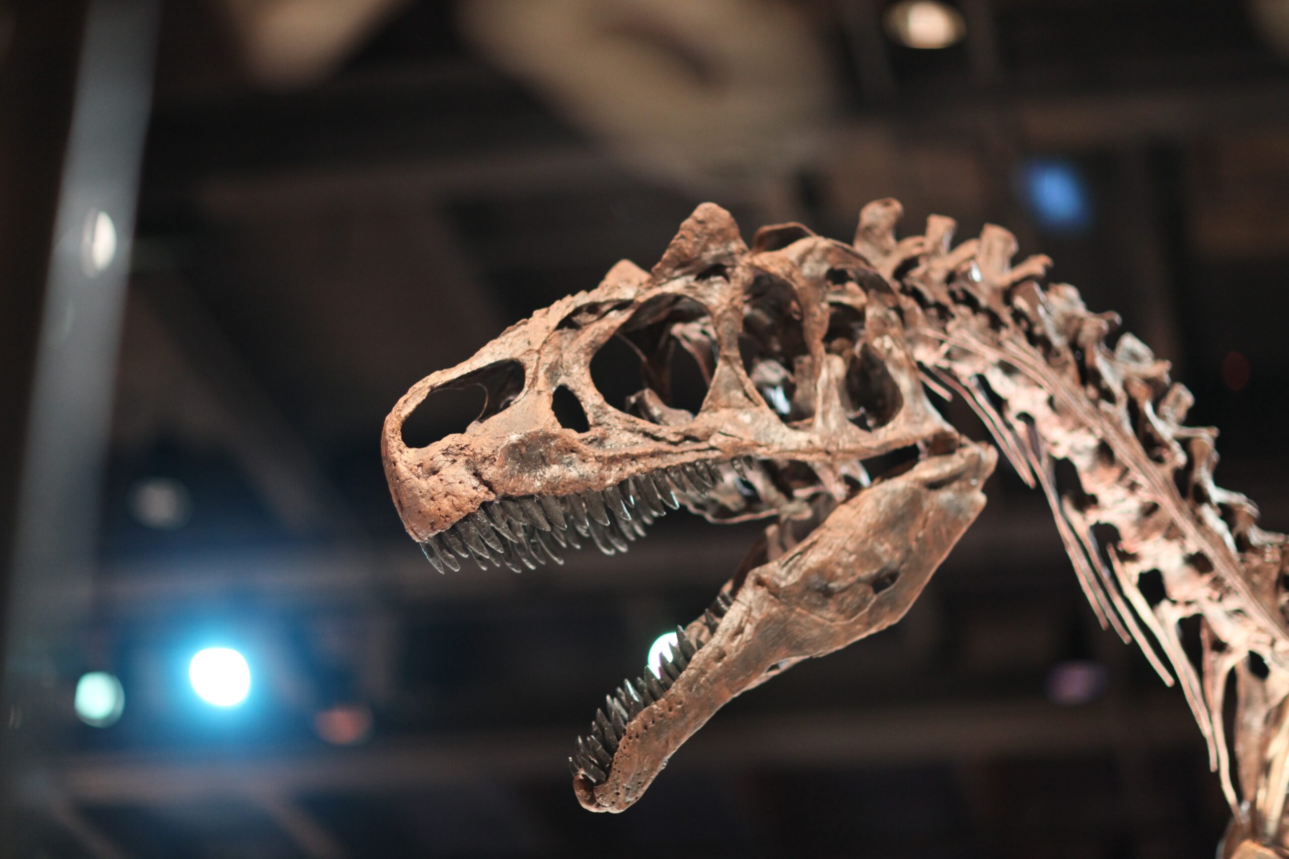 Звезда телеэкранов динозавр Большой Эл снова «ложится под нож» ученых