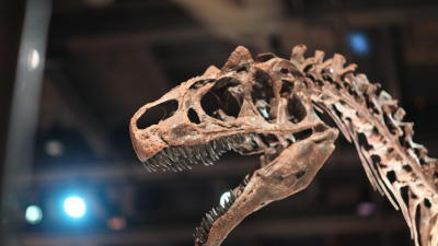 Звезда телеэкранов динозавр Большой Эл снова «ложится под нож» ученых