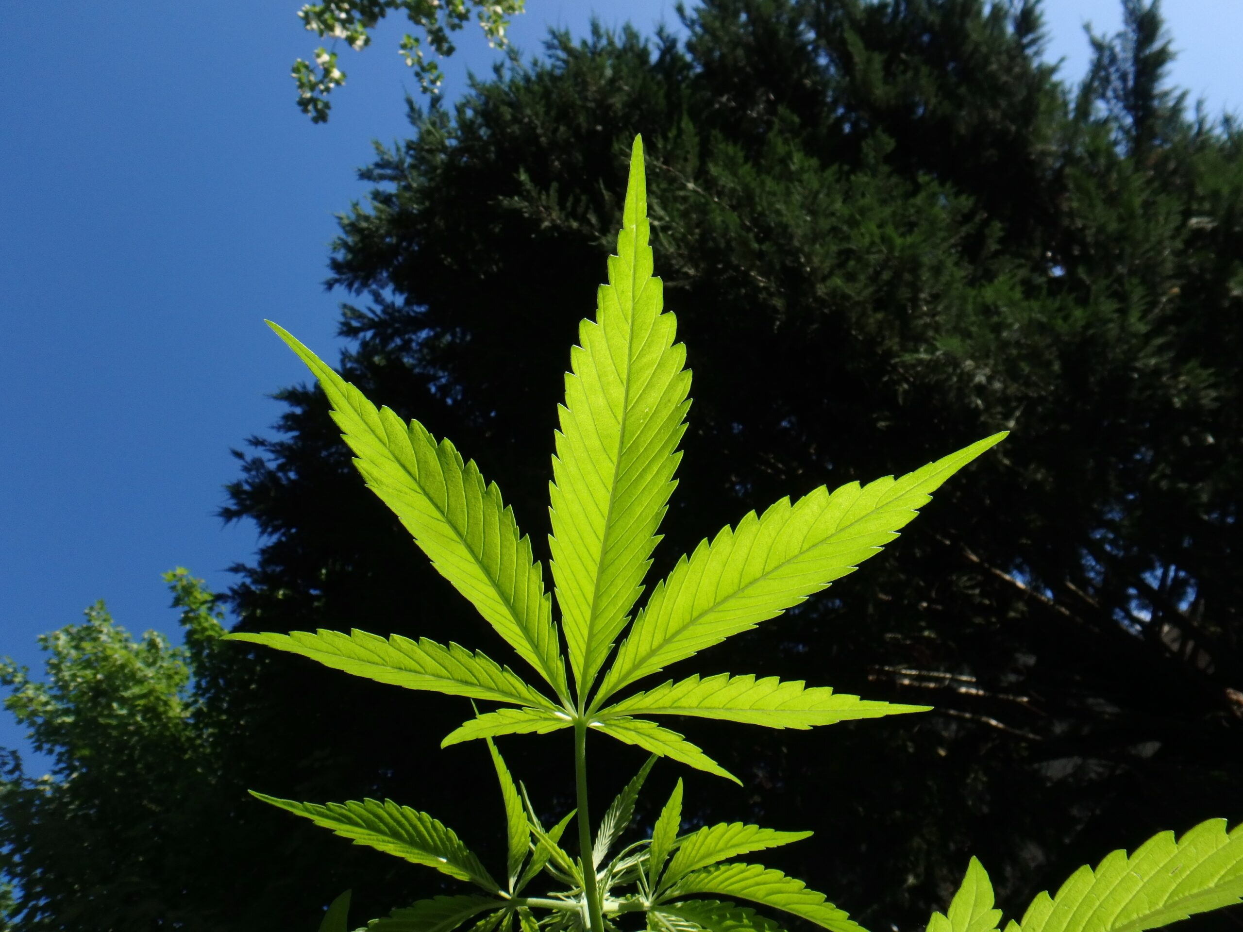 Bloomberg: Зеленский поддержал идею легализации марихуаны для лечения солдат