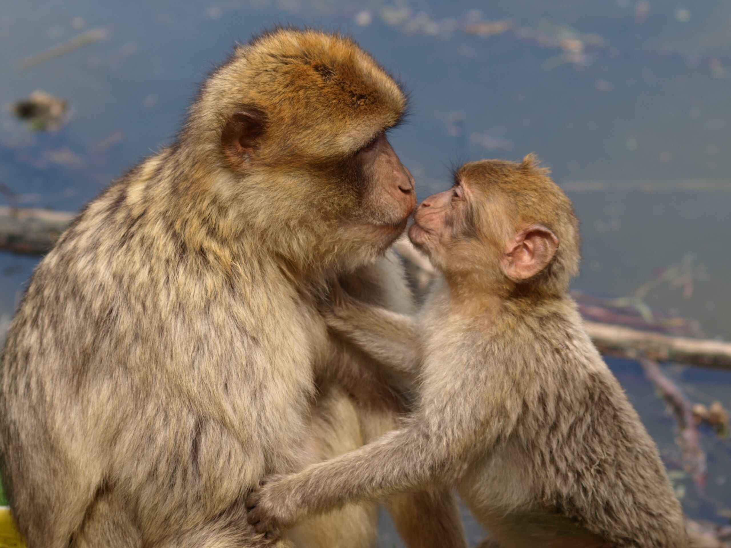В Китае вывели новый вид обезьяны со светящимися глазами и пальцами