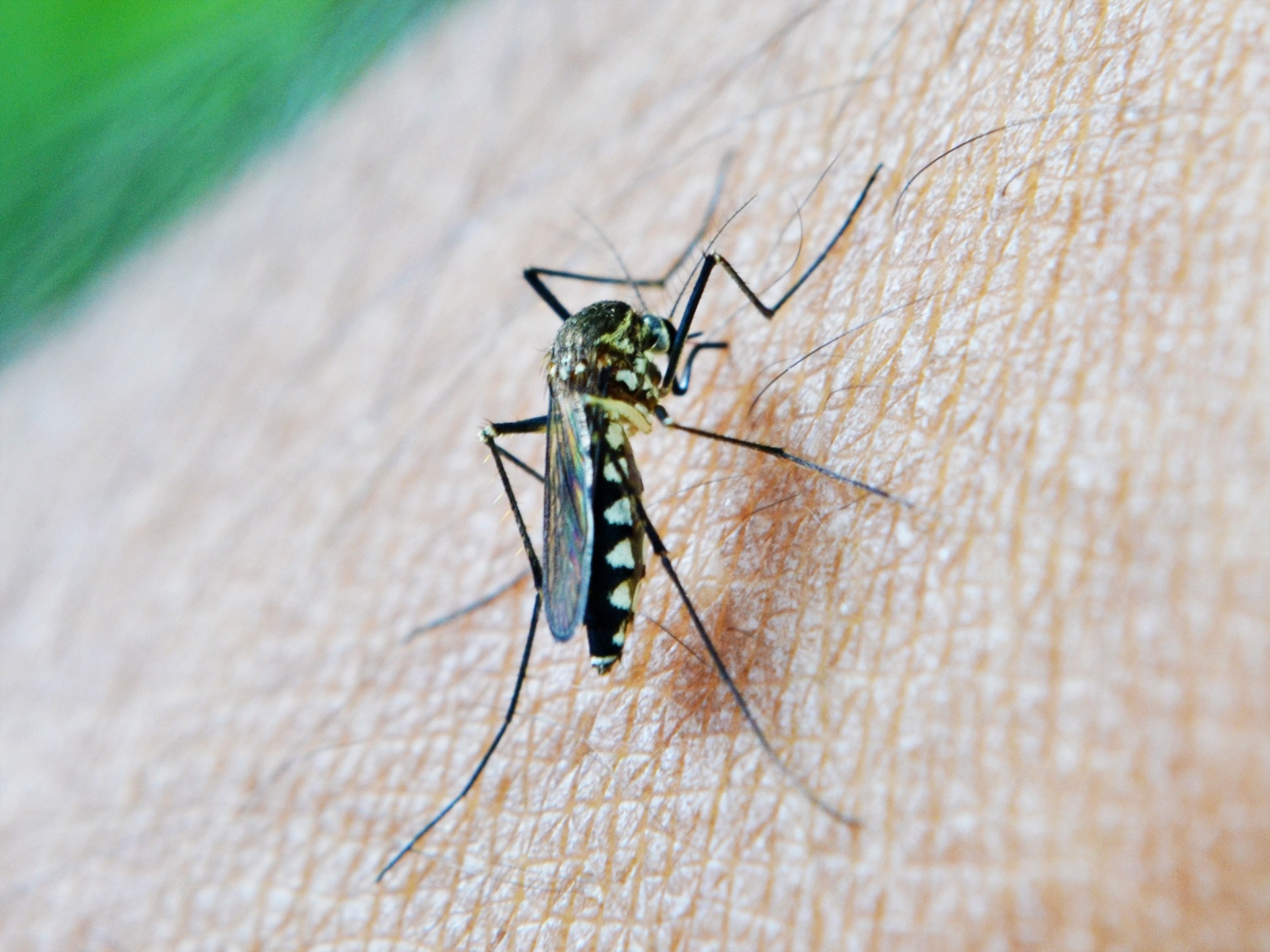 Кишечная микрофлора может повысить риск смерти от малярии — исследование