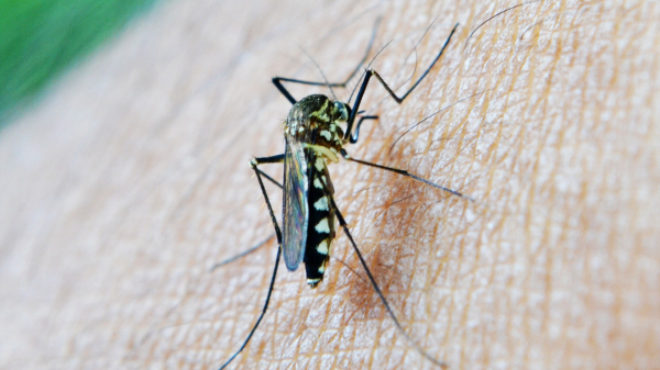 Кишечная микрофлора может повысить риск смерти от малярии — исследование
