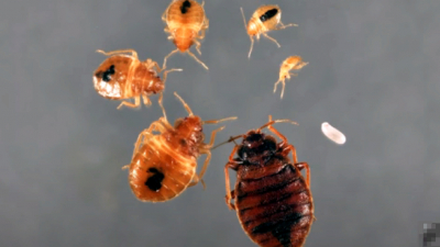 Энтомолог предупредил, что вы можете делить постель с насекомыми из прошлого века
