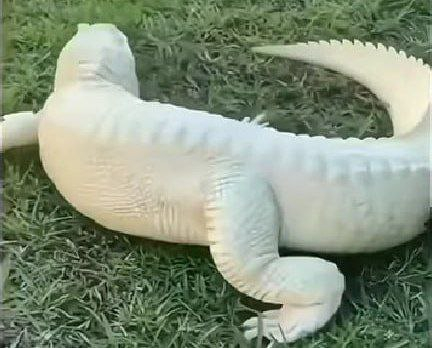 В парке развлечений Флориды родился редкий аллигатор с потрясающей окраской
