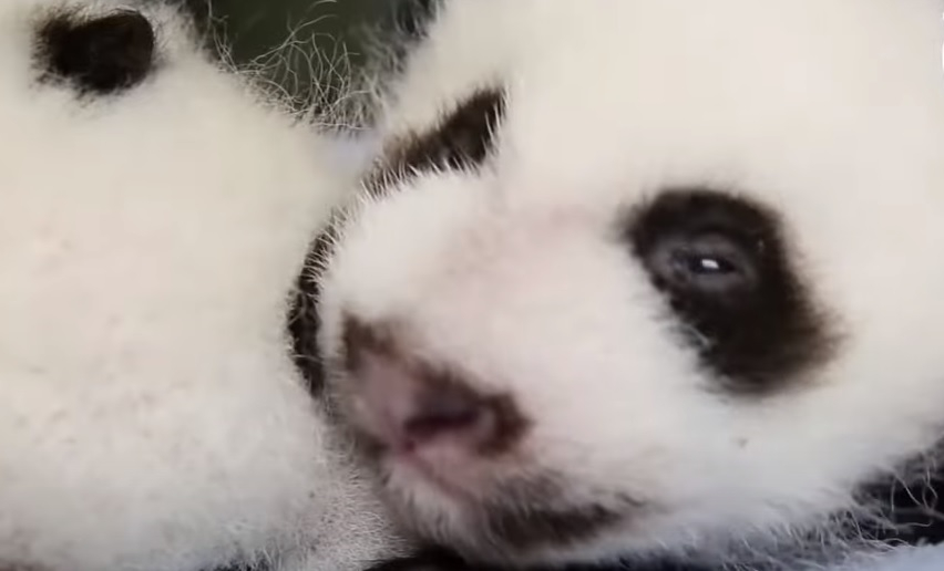 Четырёхмесячная детеныш панды в Московском зоопарке сделала первые шаги