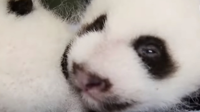 Четырёхмесячная детеныш панды в Московском зоопарке сделала первые шаги