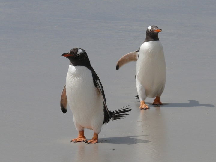 Science: Ученые выяснили, чем занят мозг пингвина целый день