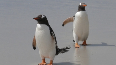 Science: Ученые выяснили, чем занят мозг пингвина целый день