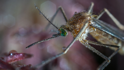Секреты древних комаров из окаменелового янтаря меняют представление ученых о Юрском Периоде