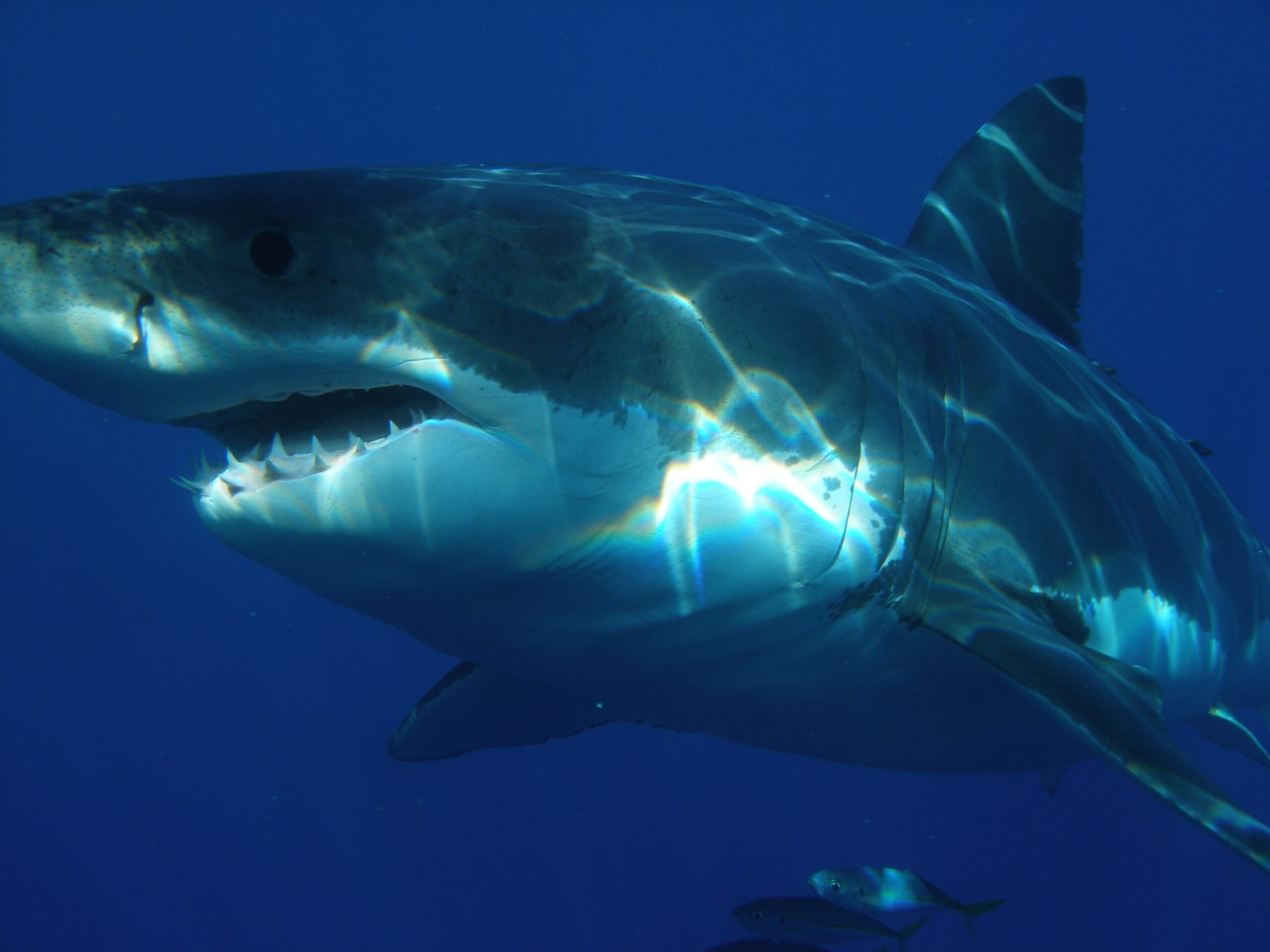 Кошмарный инцидент на Багамах: акула атаковала молодожен