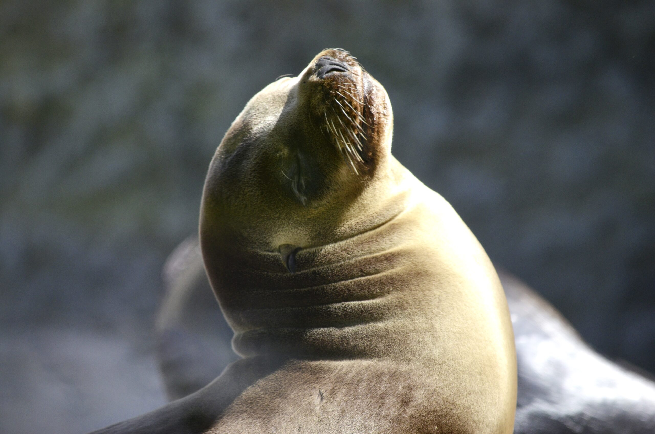 Загадка обезглавленных детенышей тюленей в Калифорнии раскрыта