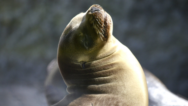 Загадка обезглавленных детенышей тюленей в Калифорнии раскрыта