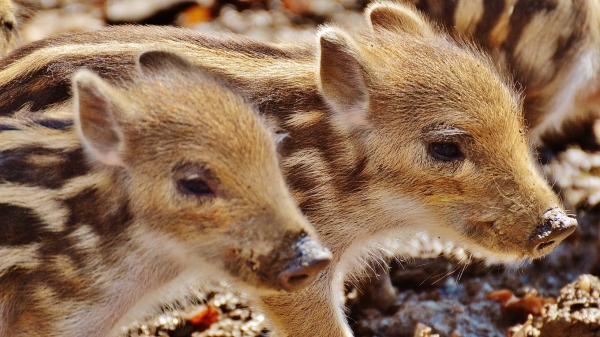 Одичавшие свиньи заполонили юго-восточную часть Франции из-за гор мусора
