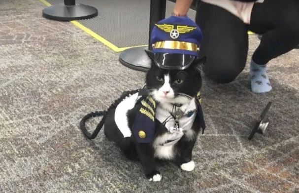 Бездомный кот работает пушистым терапевтом в аэропорту Сан-Франциско