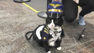 Бездомный кот работает пушистым терапевтом в аэропорту Сан-Франциско