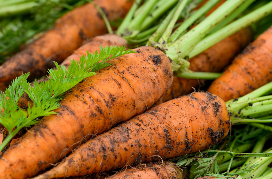 Эксперт по ЗОЖ рассказала правила хранения моркови