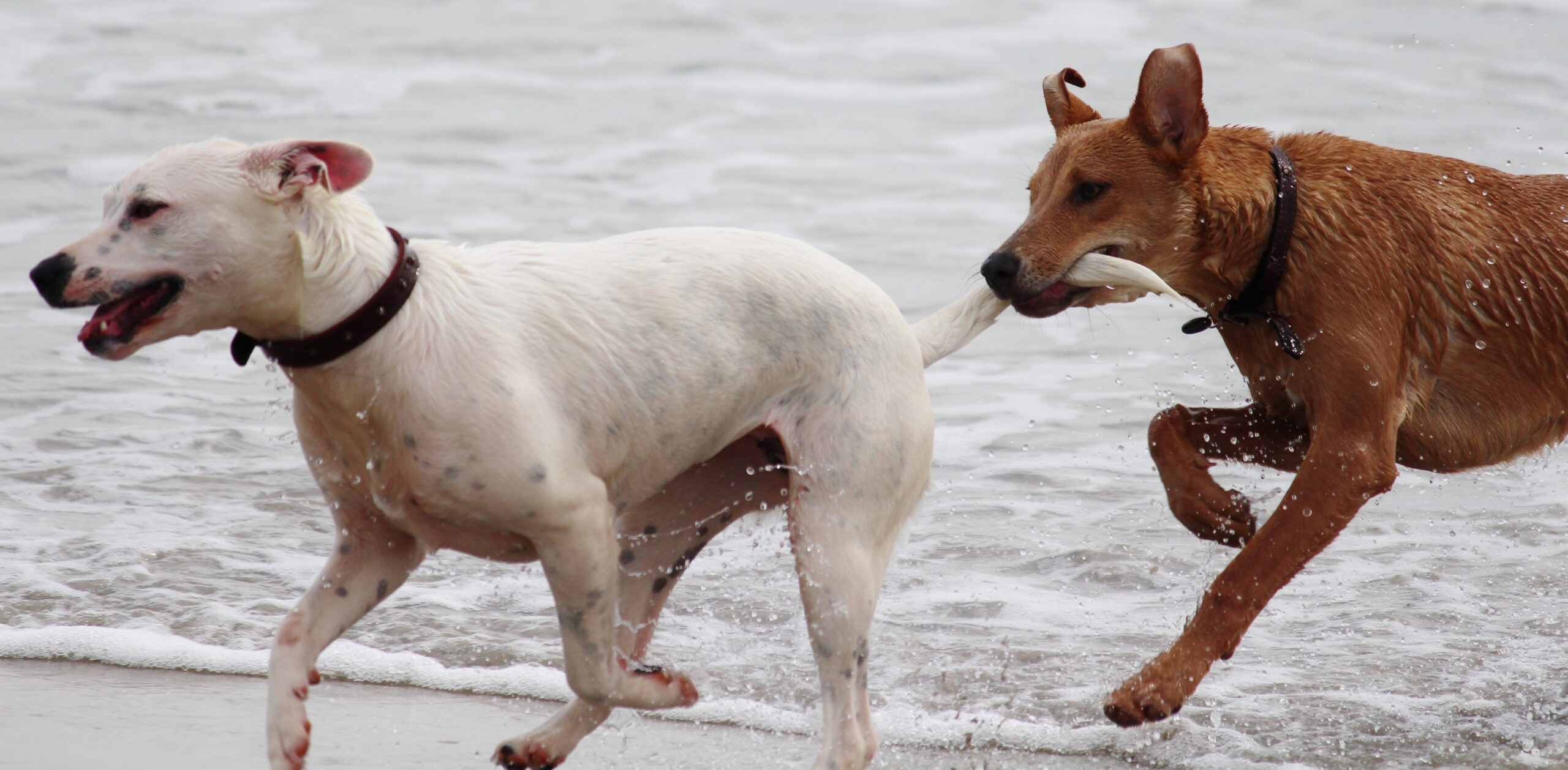 Ученые выяснили, как собаки общаются друг с другом при помощи хвостов