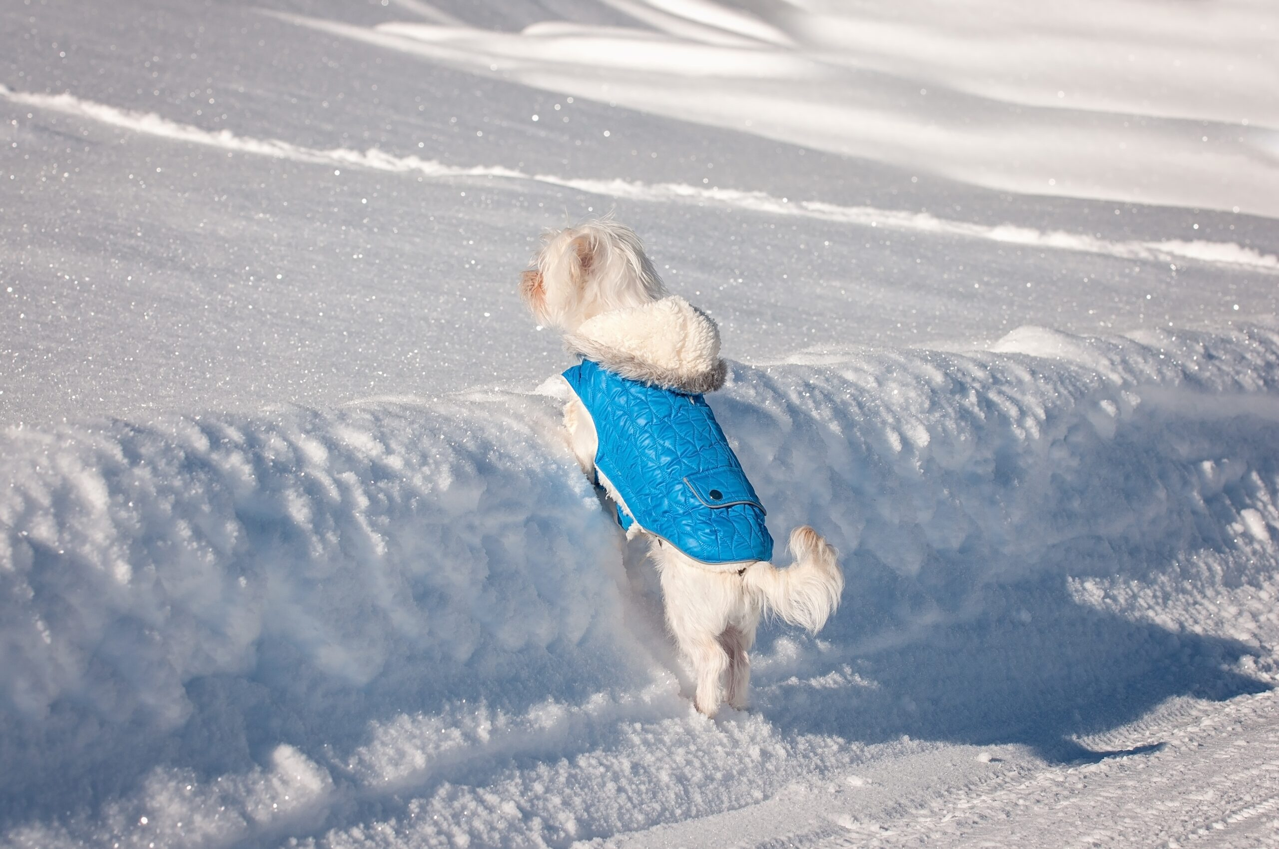Эксперты рассказали, как сделать зимнюю прогулку с собакой безопасной