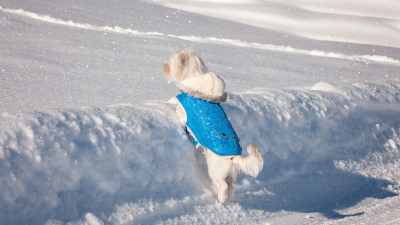 Эксперты рассказали, как сделать зимнюю прогулку с собакой безопасной
