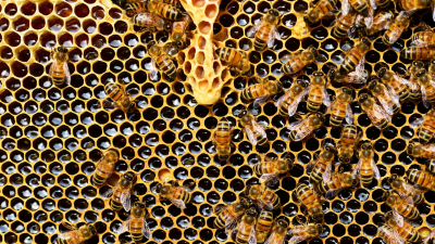 Найдена причина странной смерти 3 миллионов пчел в калифорнийском заповеднике