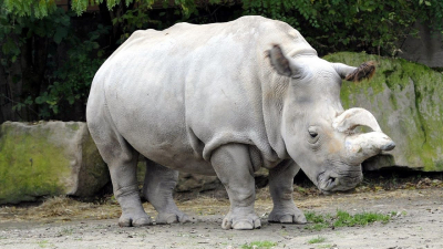 Ученые считают, что редких белых носорогов можно спасти новым методом лечения