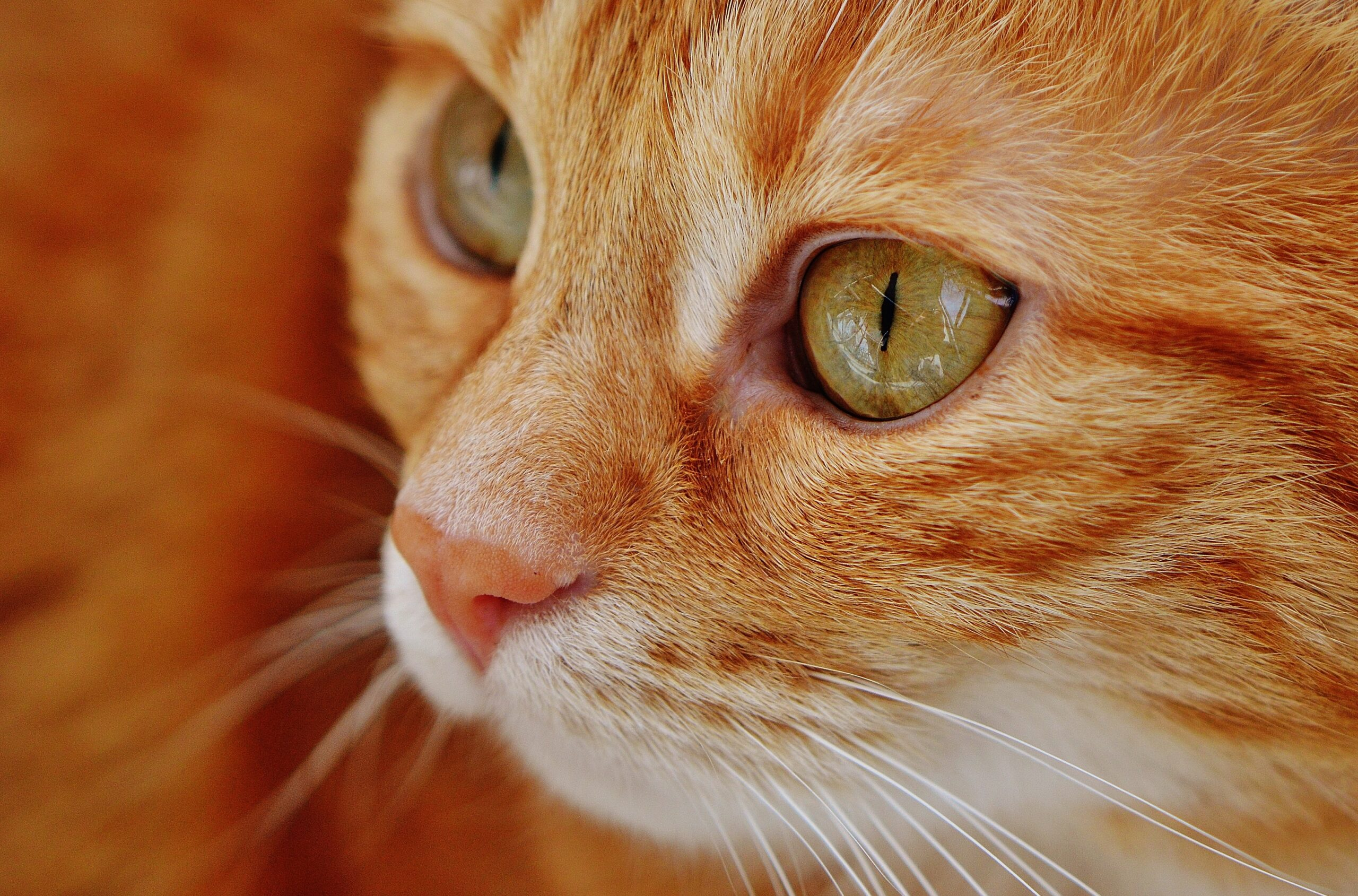 Модель с кошкой на красной дорожке вызвала обеспокоенность зоозащитников