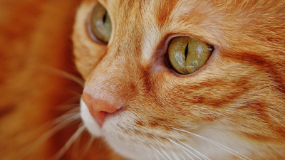 Модель с кошкой на красной дорожке вызвала обеспокоенность зоозащитников
