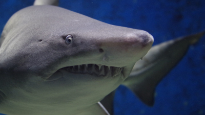 Жестокое нападение акулы на дайвера в клетке привело к печальным последствиям — видео