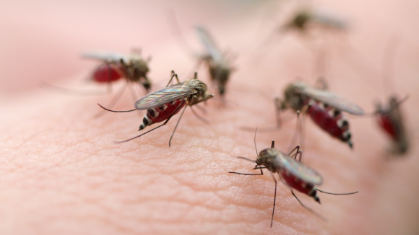  7 простых способов избавиться от комаров