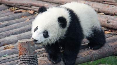 В Японии нашли новых существ, напоминающих панд