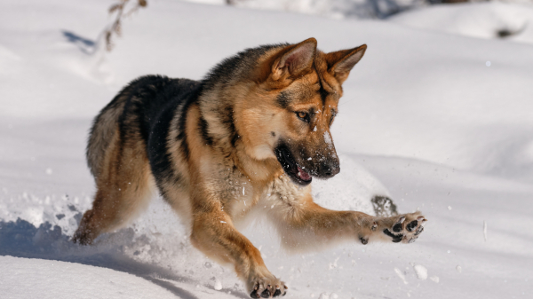 Как приучить собаку к холоду без проблем