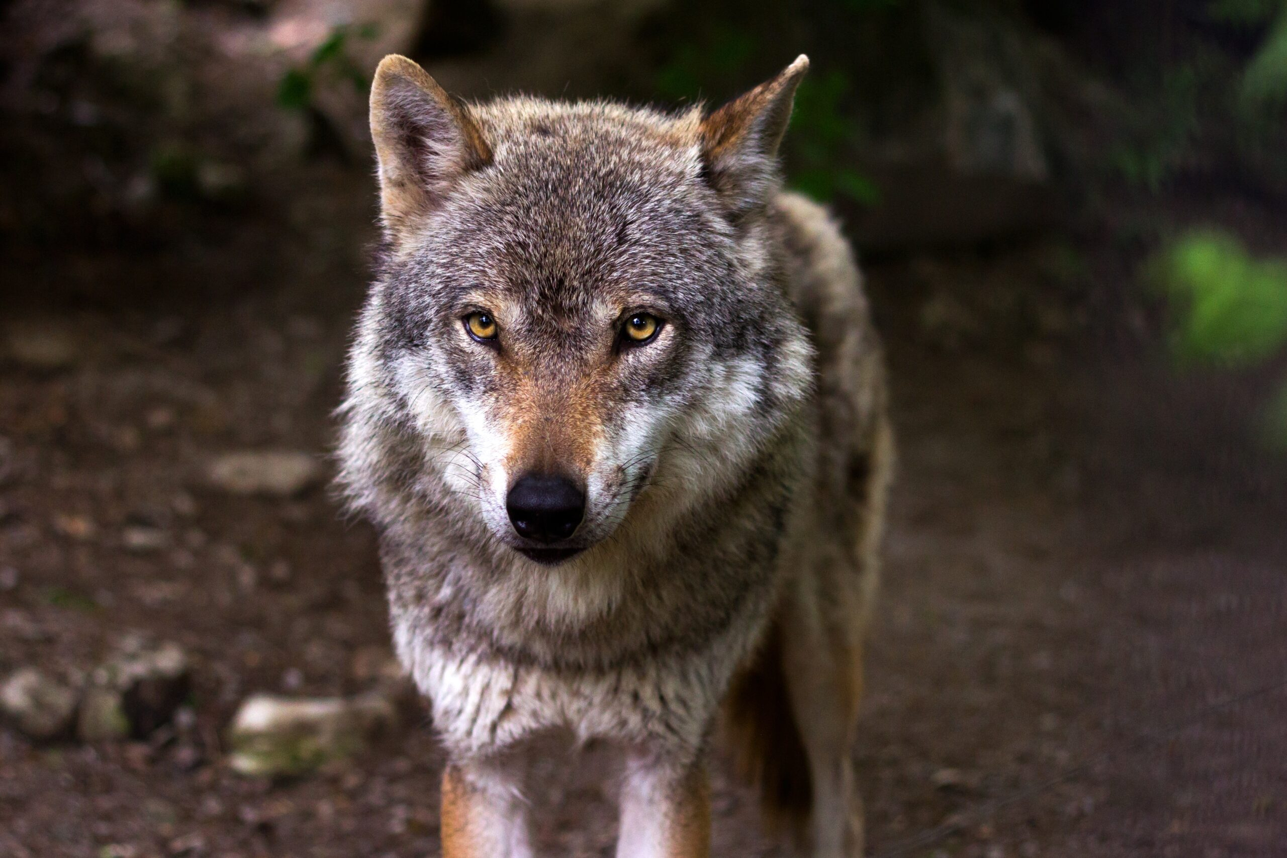 Ученые обнаружили, что чернобыльские волки обладают устойчивостью к раку