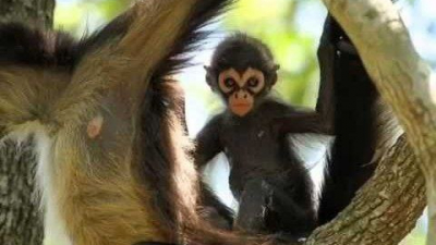 Новорожденный детеныш паукообразной обезьяны находился на грани жизни и смерти