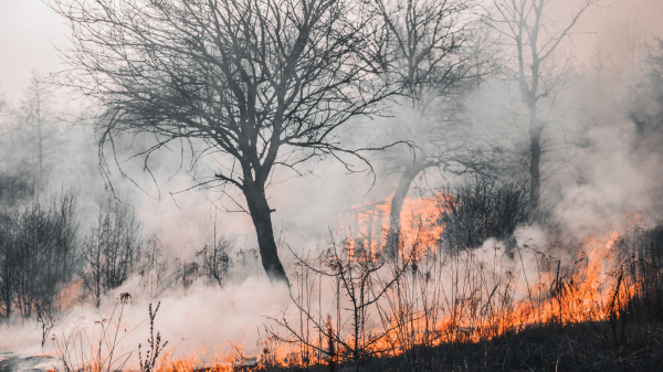 Природные пожары в Техасе: 60 округов на грани катастрофы, объявлено ЧП