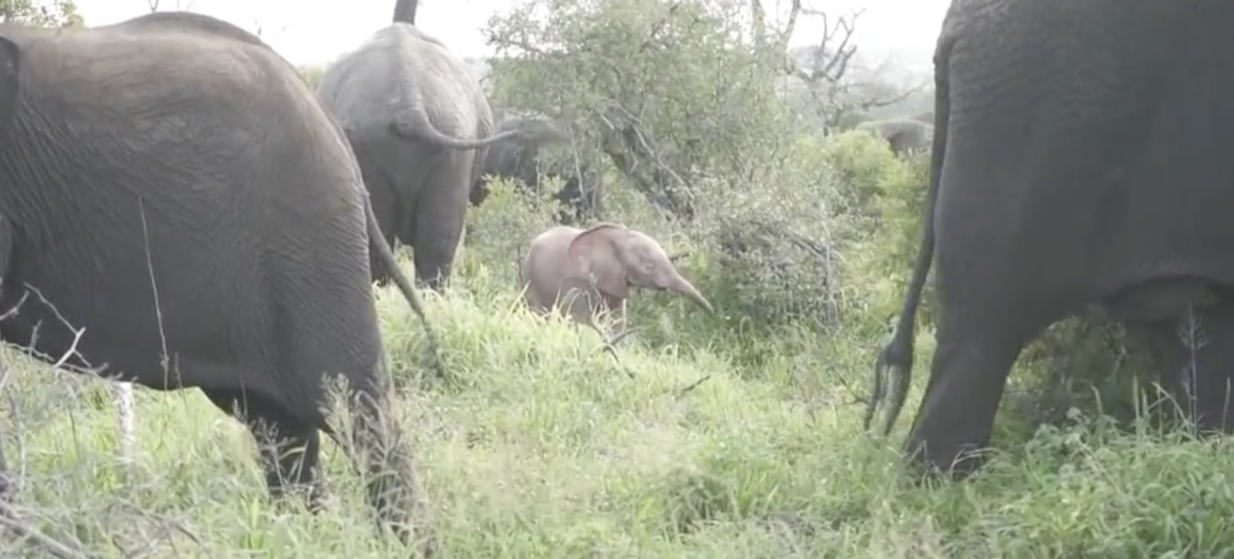 Игры розового слона в Южной Африке попали на видео