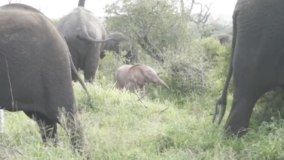 Игры розового слона в Южной Африке попали на видео