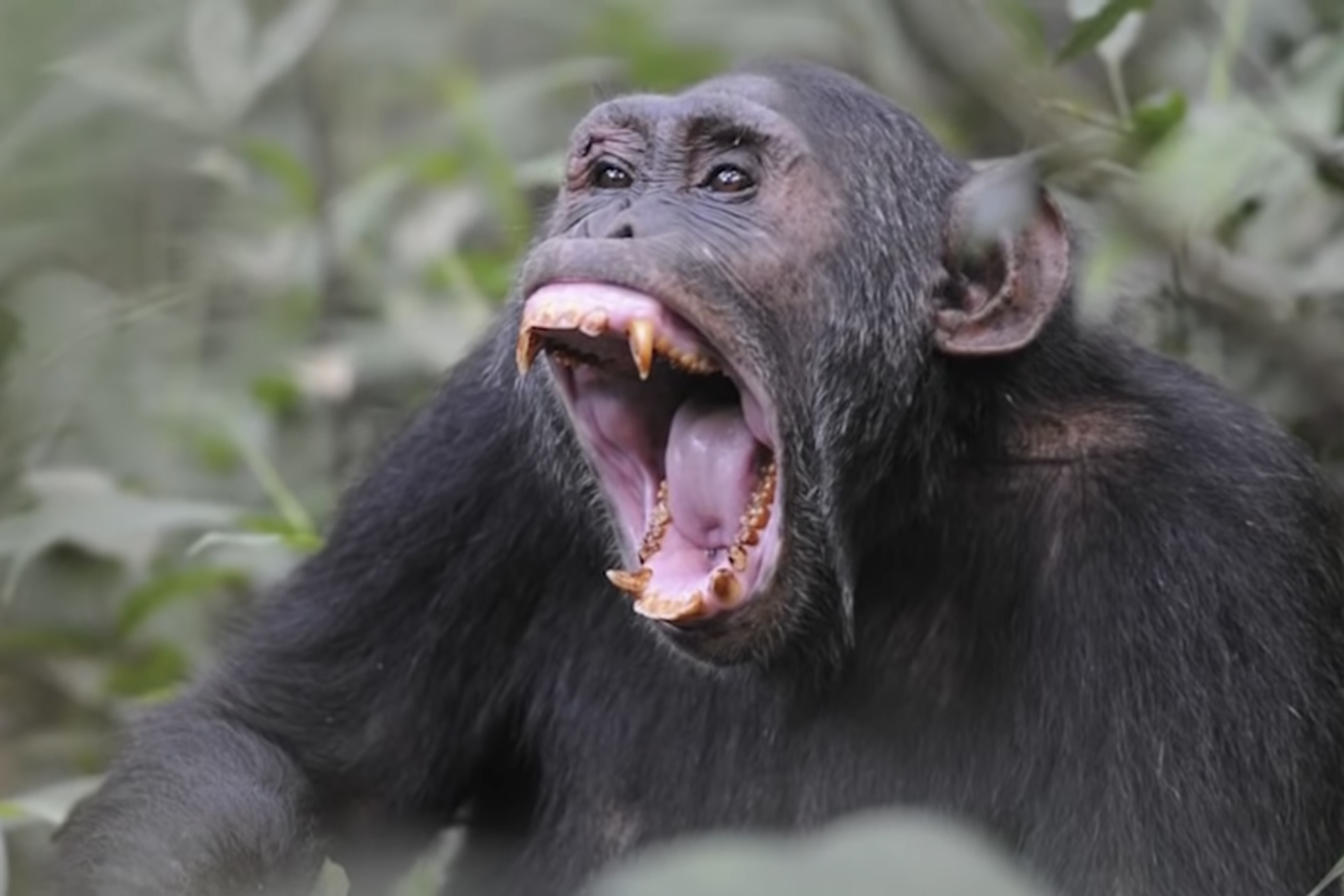 Приматы-воры становятся все более устрашающей проблемой для туристов в Азии