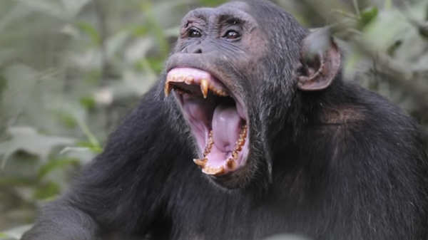 Приматы-воры становятся все более устрашающей проблемой для туристов в Азии