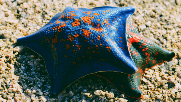 На пляже в Англии обнаружили тысячи мертвых морских звезд