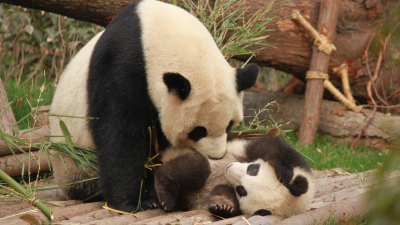 Китайские панды возвращаются в родную Чэнду из западных зоопарков