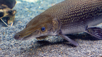 Ученые обнаружили рыб, у которых практически остановилась эволюция