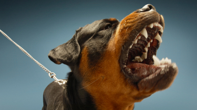 Эксперты рассказали, какие еще породы собак склонны к непредсказуемости и агрессии