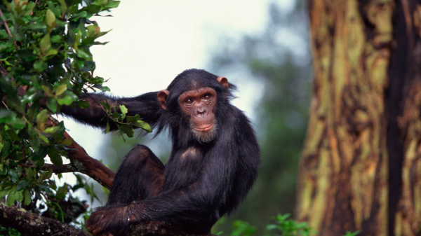 Эксперты объяснили, почему шимпанзе вынужденно питаются фекалиями