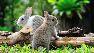 Франция запустила кампанию по уничтожению кроликов
