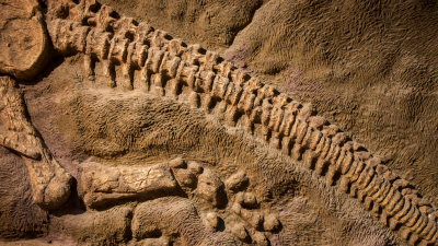 Ученые обнаружили 4 древние окаменелости из юрского периода