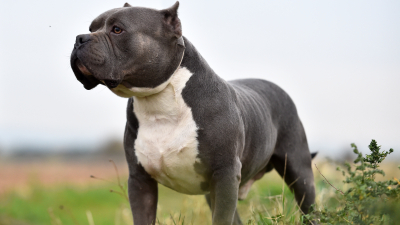 В Великобритании впервые засудили человека за владение собаки породы XL Bully.