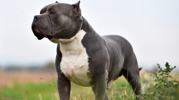В Великобритании впервые засудили человека за владение собаки породы XL Bully.